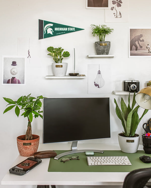 Best Low-Light Indoor Plants for Apartments, Offices, and Bedrooms