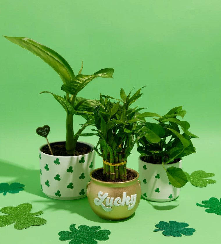 Lucky Plants for St Patrick's Day Decor
