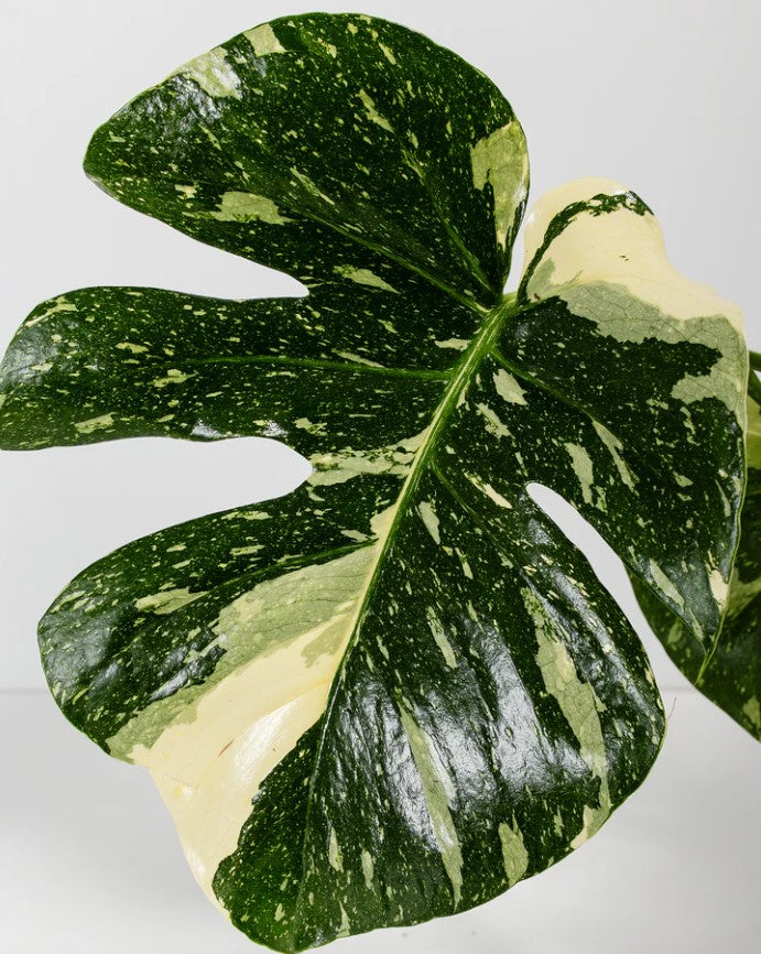 Monstera Thai Constellation Care