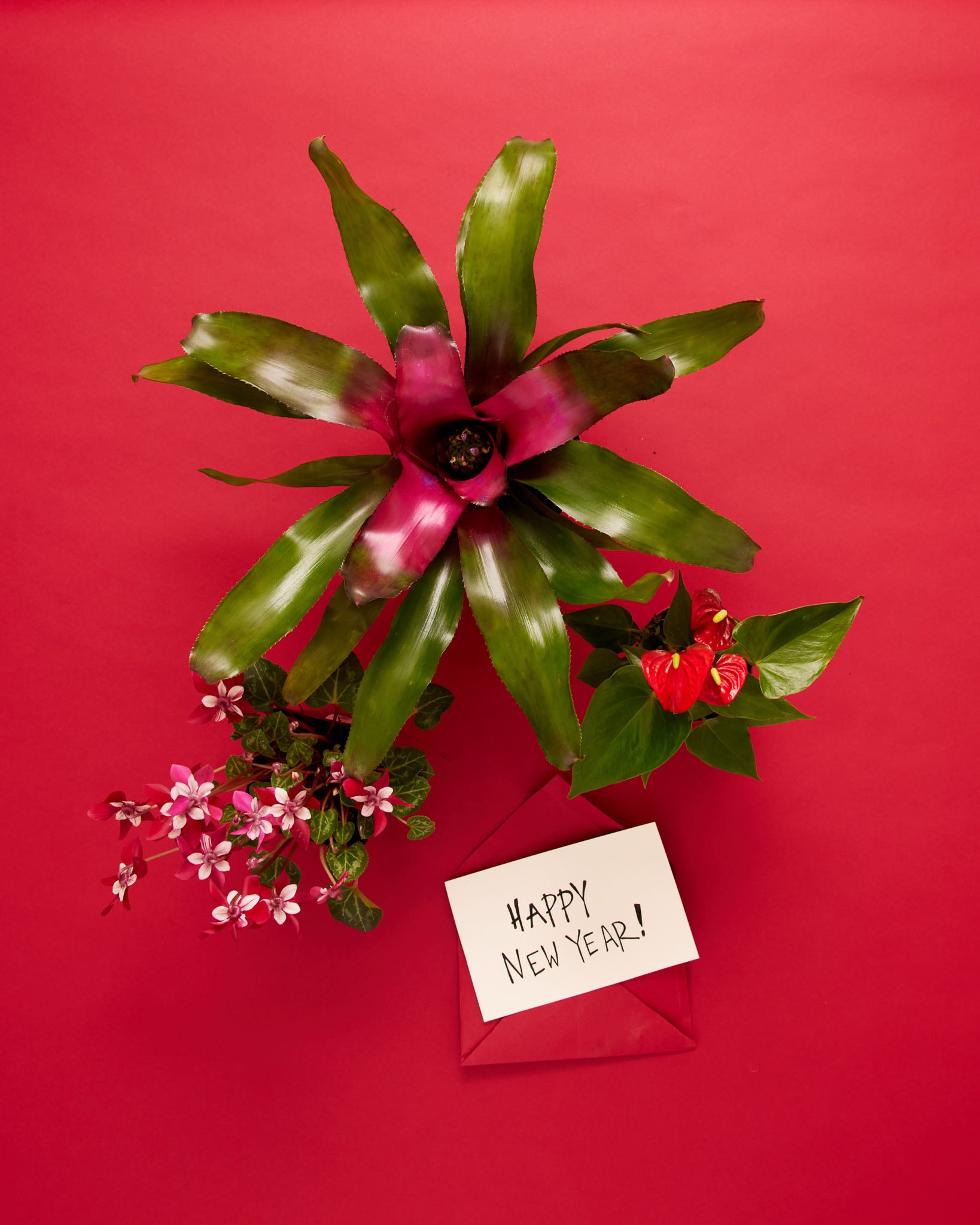 9 Plant Gifts Based on Your 2023 New Year's Resolution