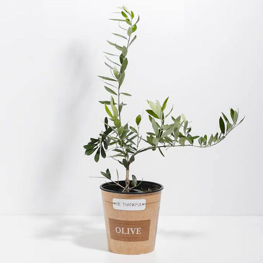 Olive Tree Care Indoors