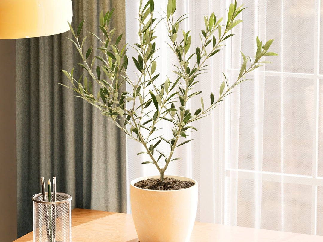 Olive Tree Care Indoors: How to Grow an Olive Tree at Home