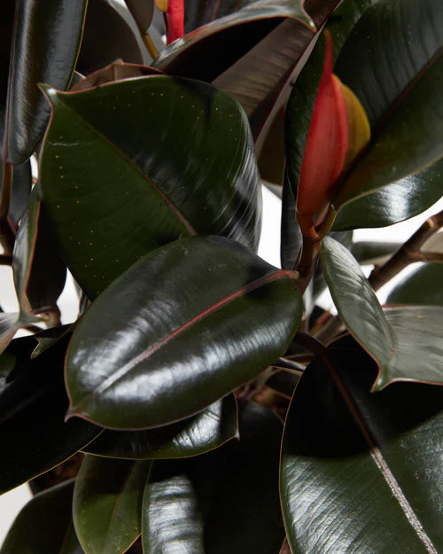 Rubber Plant Care: A Ficus Elastica Growing Guide