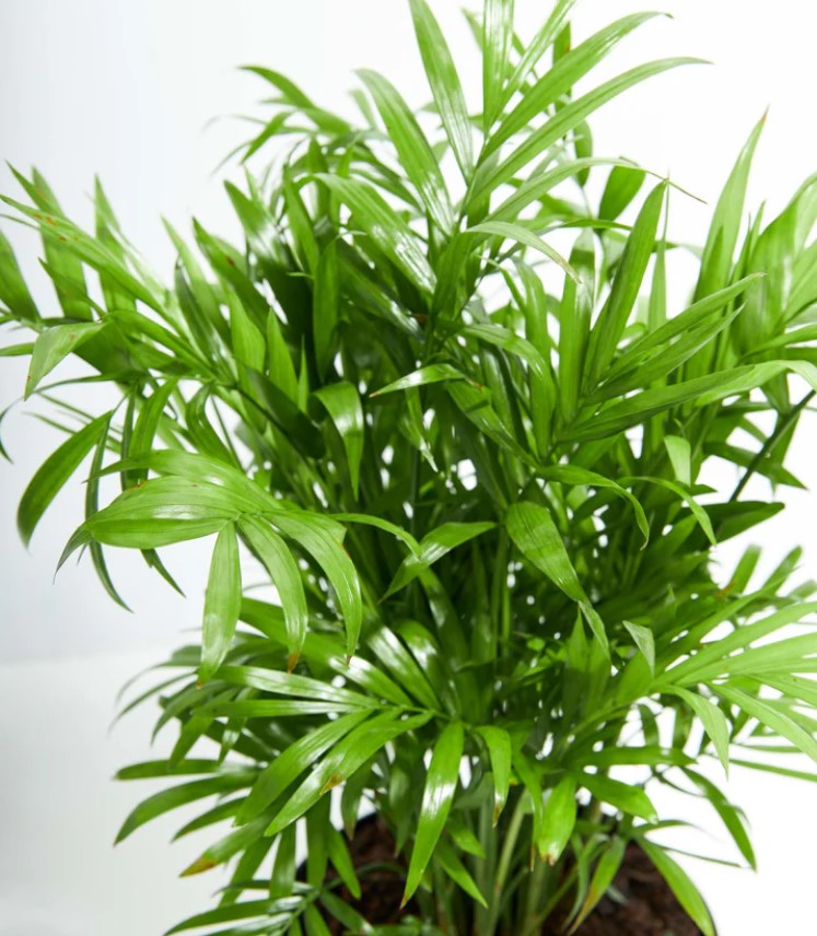 Parlor Palm Light Requirements