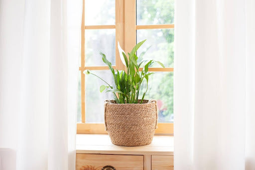 Peace Lily Light Requirements