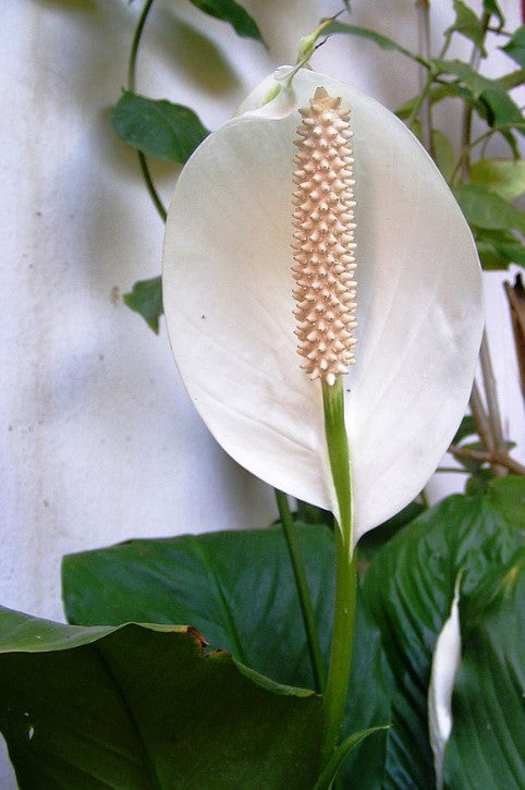 Peace Lily Meaning and Symbolism