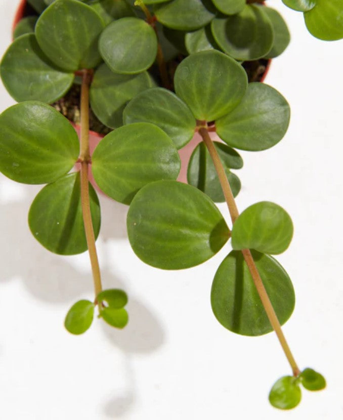 Peperomia Light Requirements