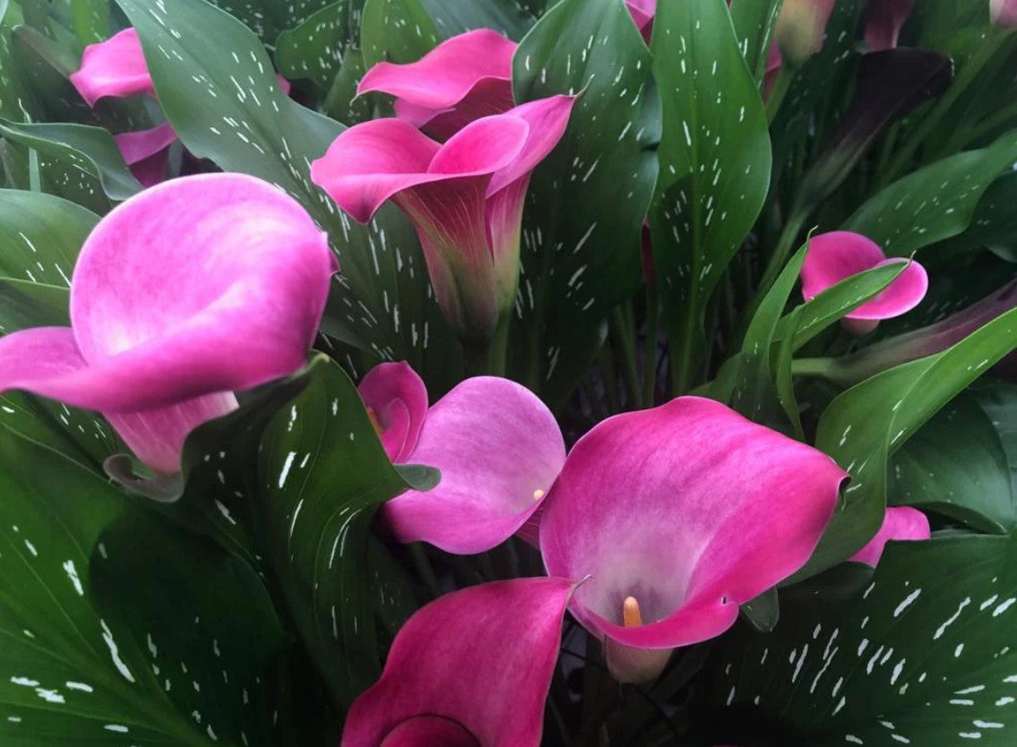 Pink Plants and Flowers