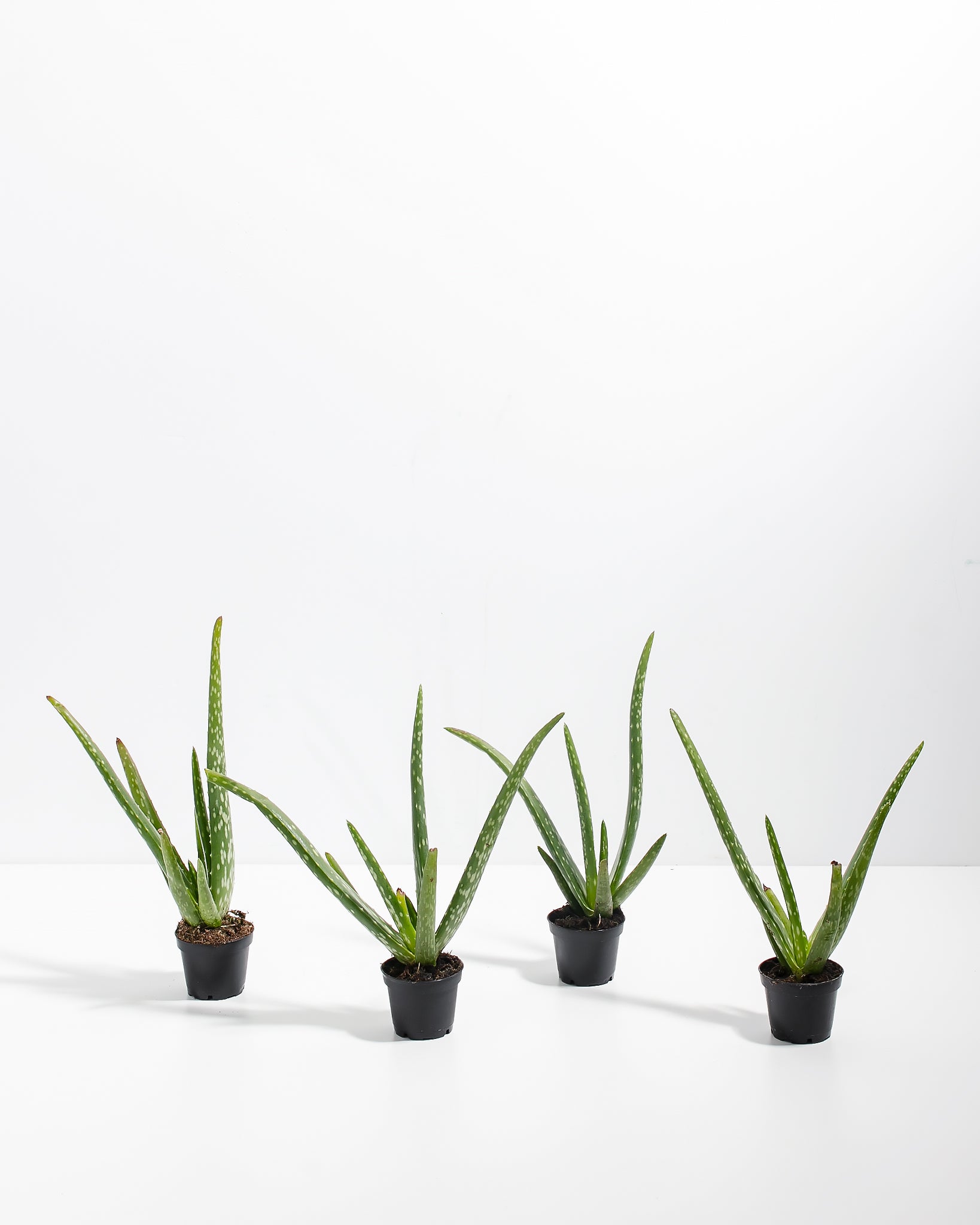 Aloe Vera Care Guide