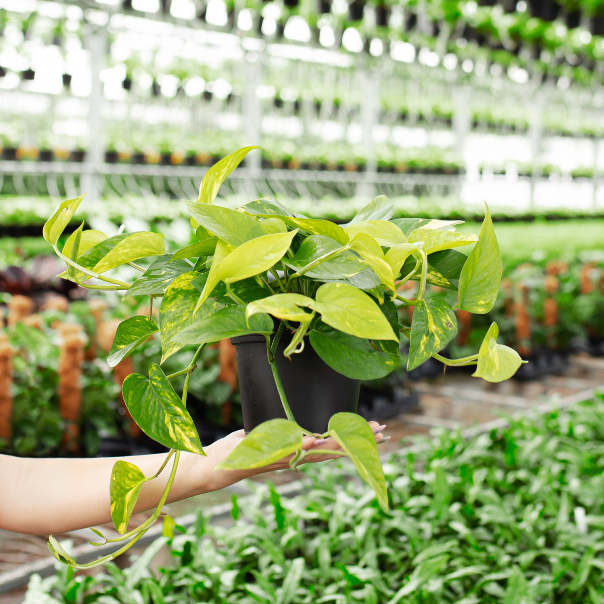 Best Indoor Hanging Plants: 10 Trailing Plants for Baskets and Shelves