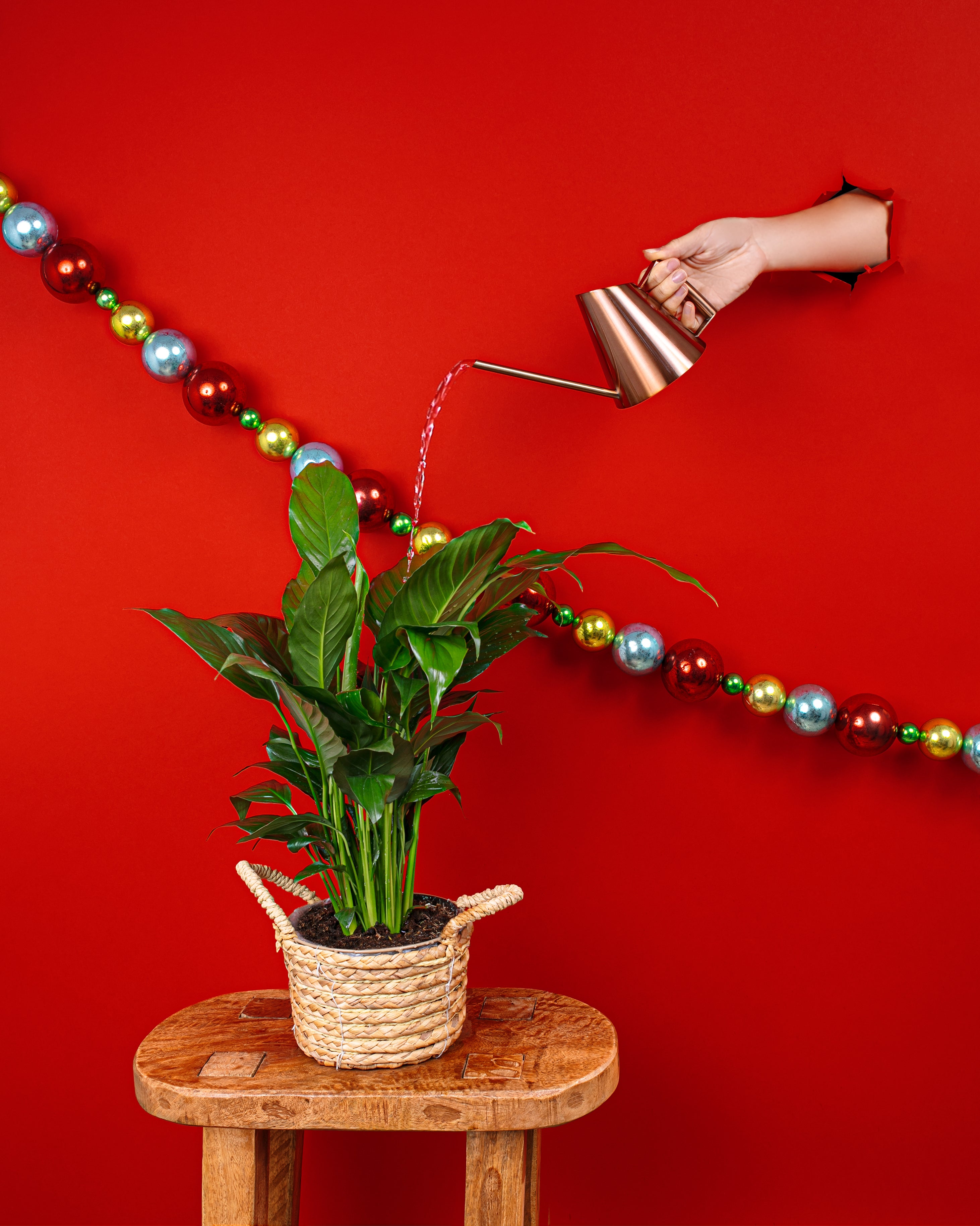 Getting your Indoor Plants Ready for Winter