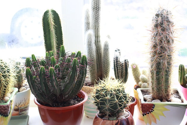 Plant Identification