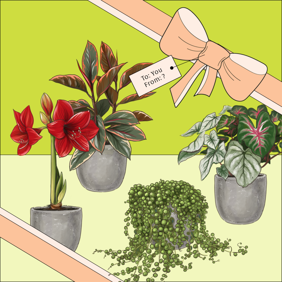 2021 Guide: All The Ways To Gift With Lively Root This Holiday