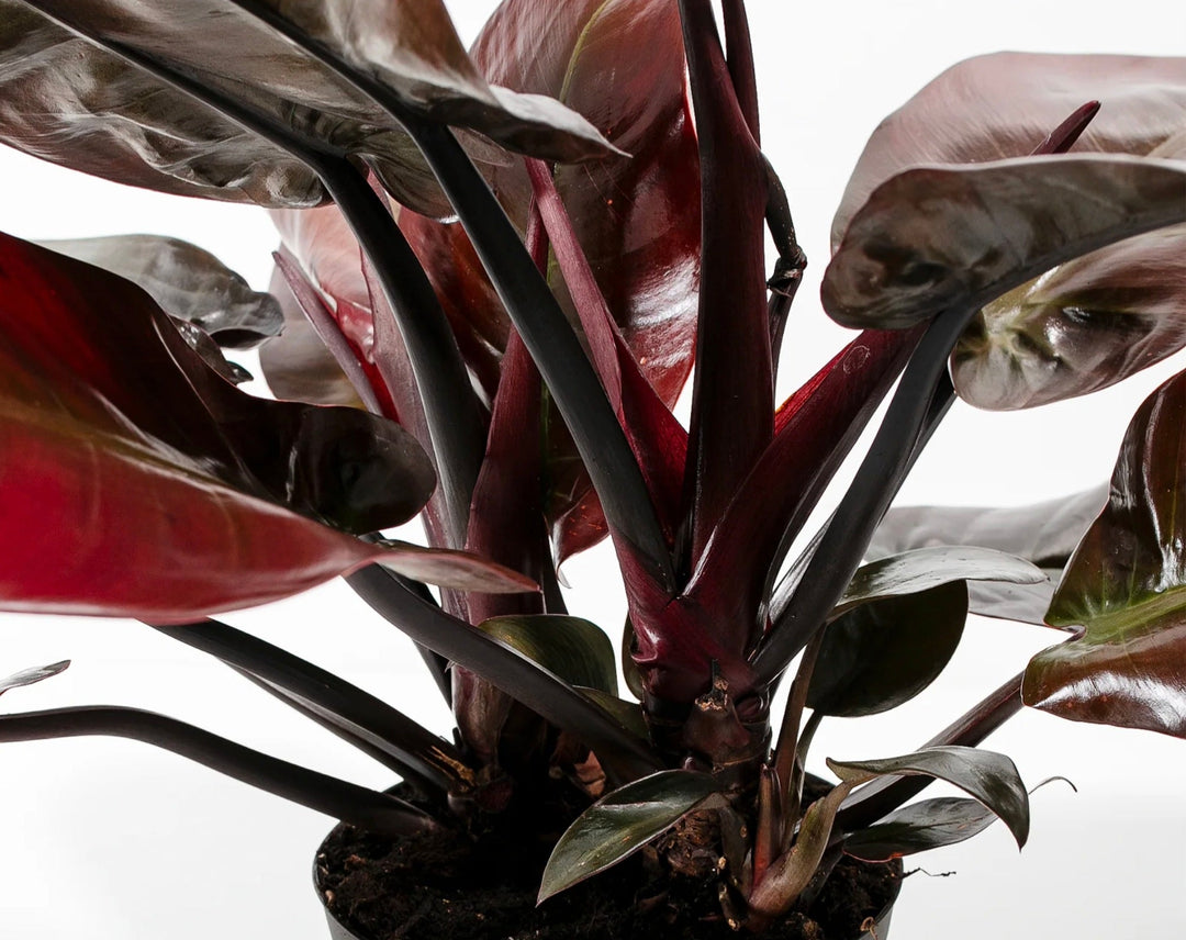 Plants With Black Leaves