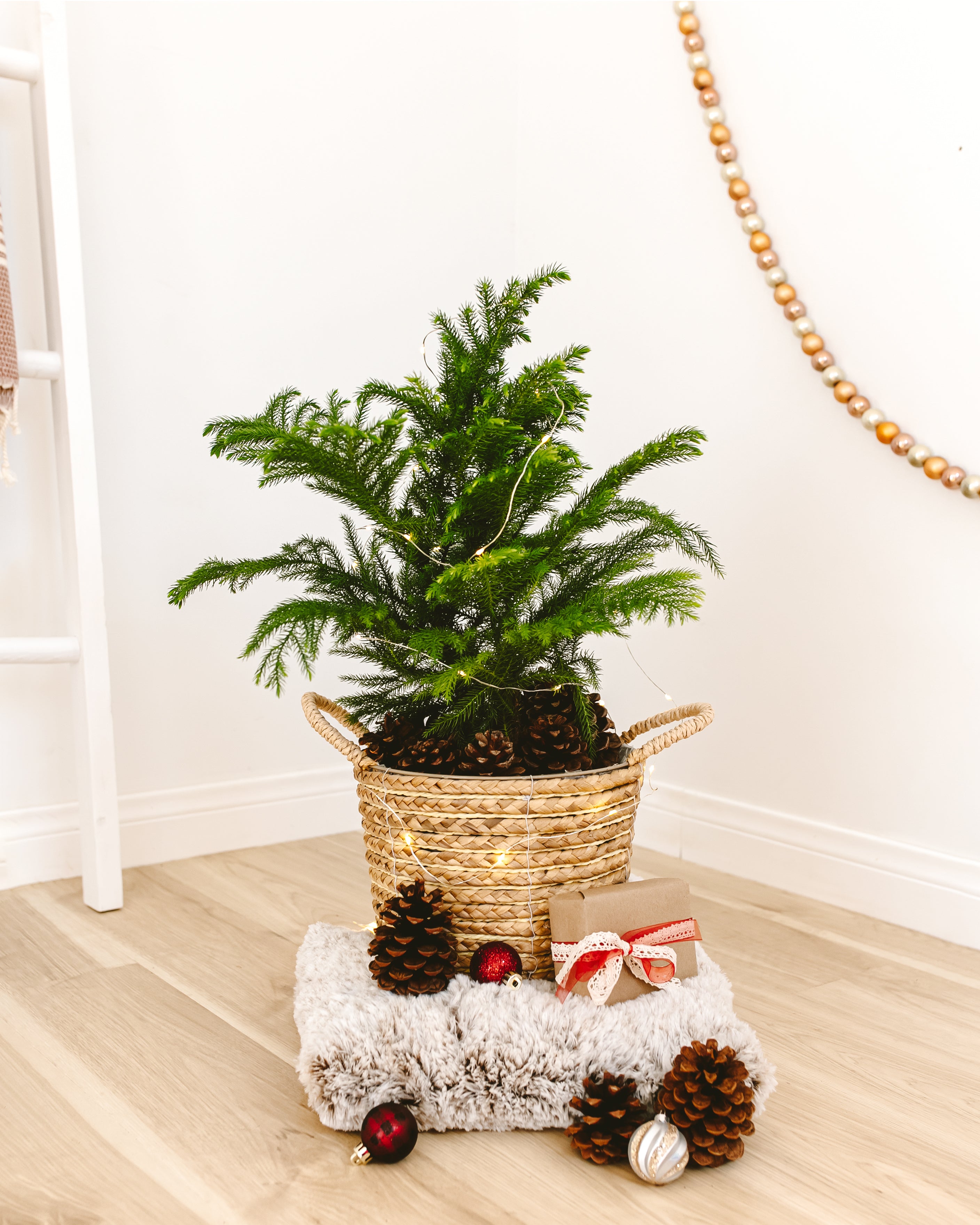 How to Care for your Living Christmas Tree