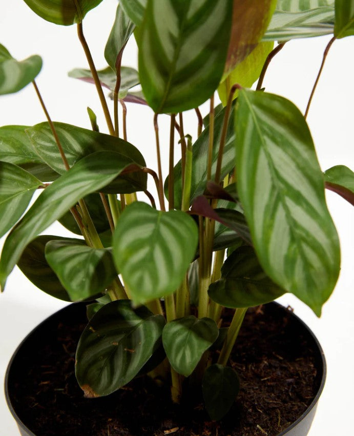 Soil, potting, and fertilizer