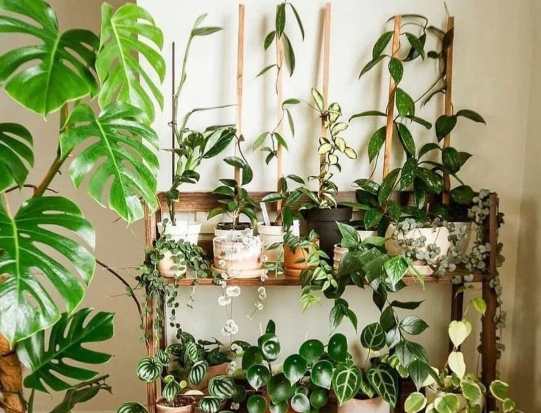 Privacy Plants for Indoor Spaces