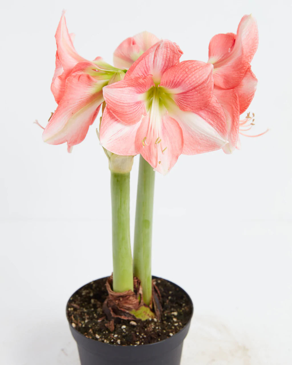 Planting Amaryllis Bulbs Indoors and in the Garden