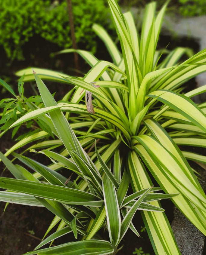 How to Repot a Spider Plant in 5 Easy Steps The Complete Guide