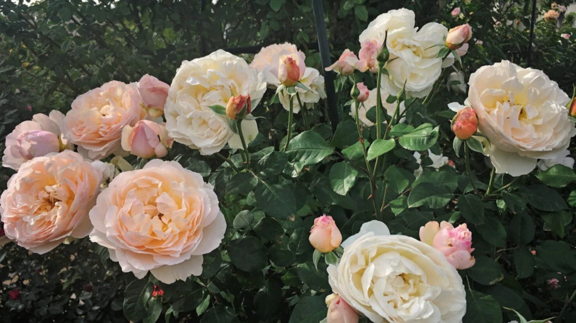 Bare Root Roses 101: Planting & Care