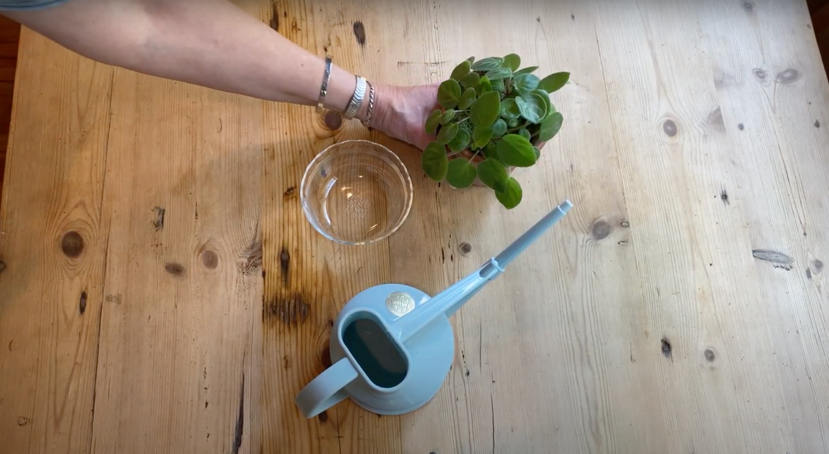 Bottom Watering Vs. Top Watering Your Plants