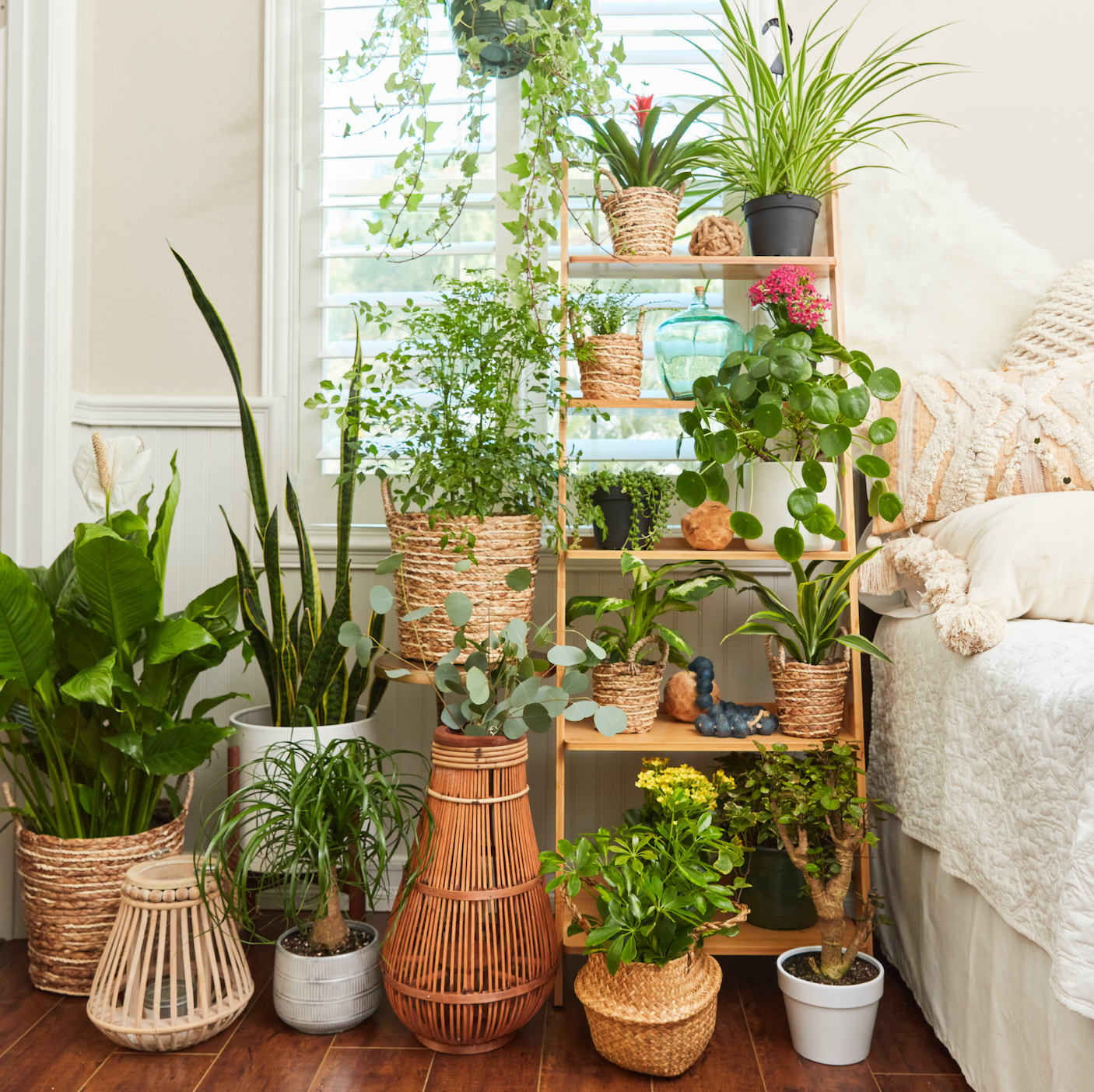 The Mental Health Benefits of House Plants