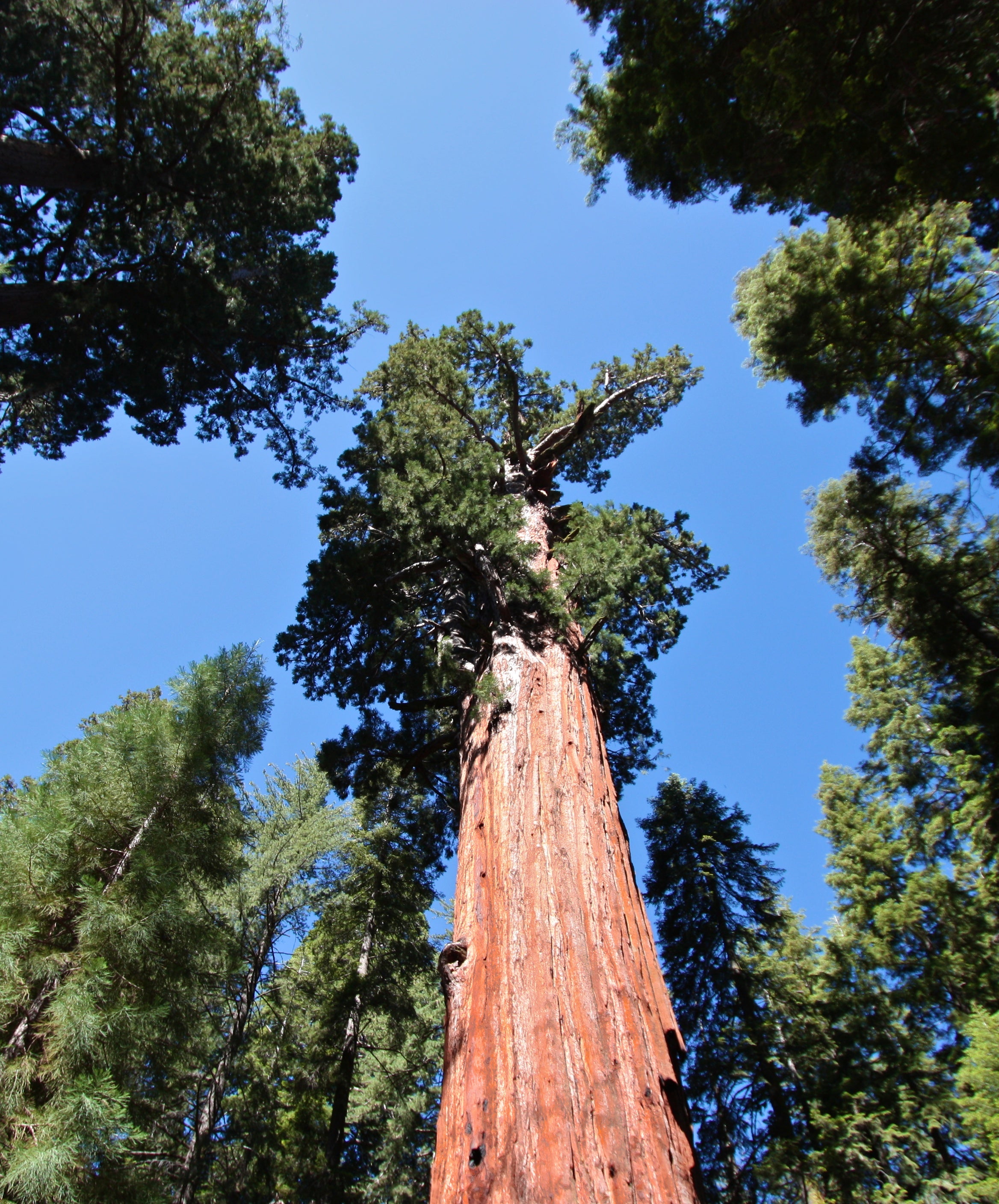Sequoia Tree - Sequoia National Park