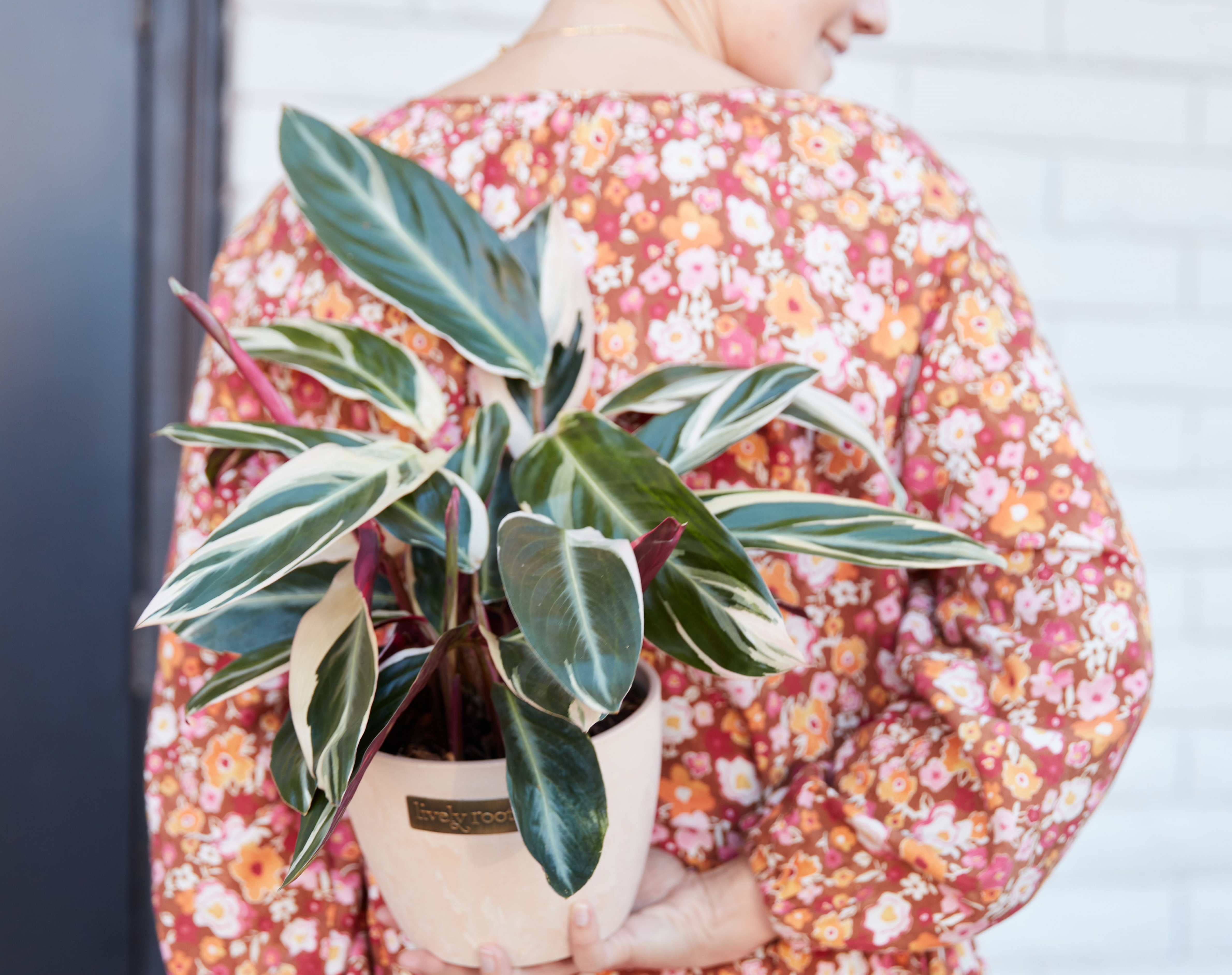 Sweetest Day Plant Gift Ideas