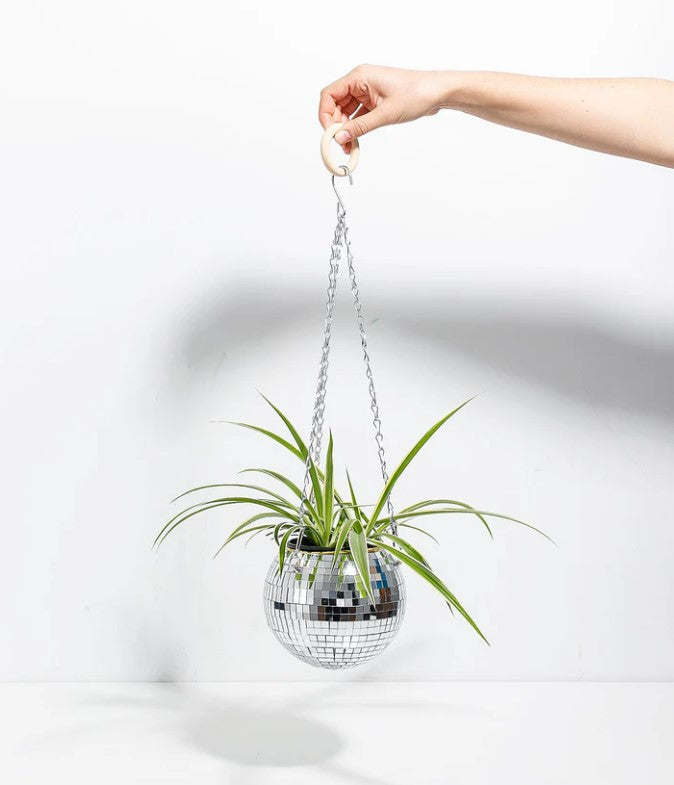 Spider Plant Light Requirements