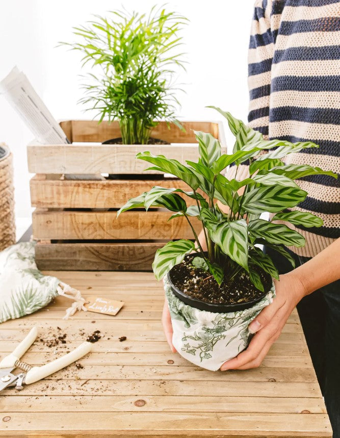 Starter Plant Care Guide and Best Plants for Beginners
