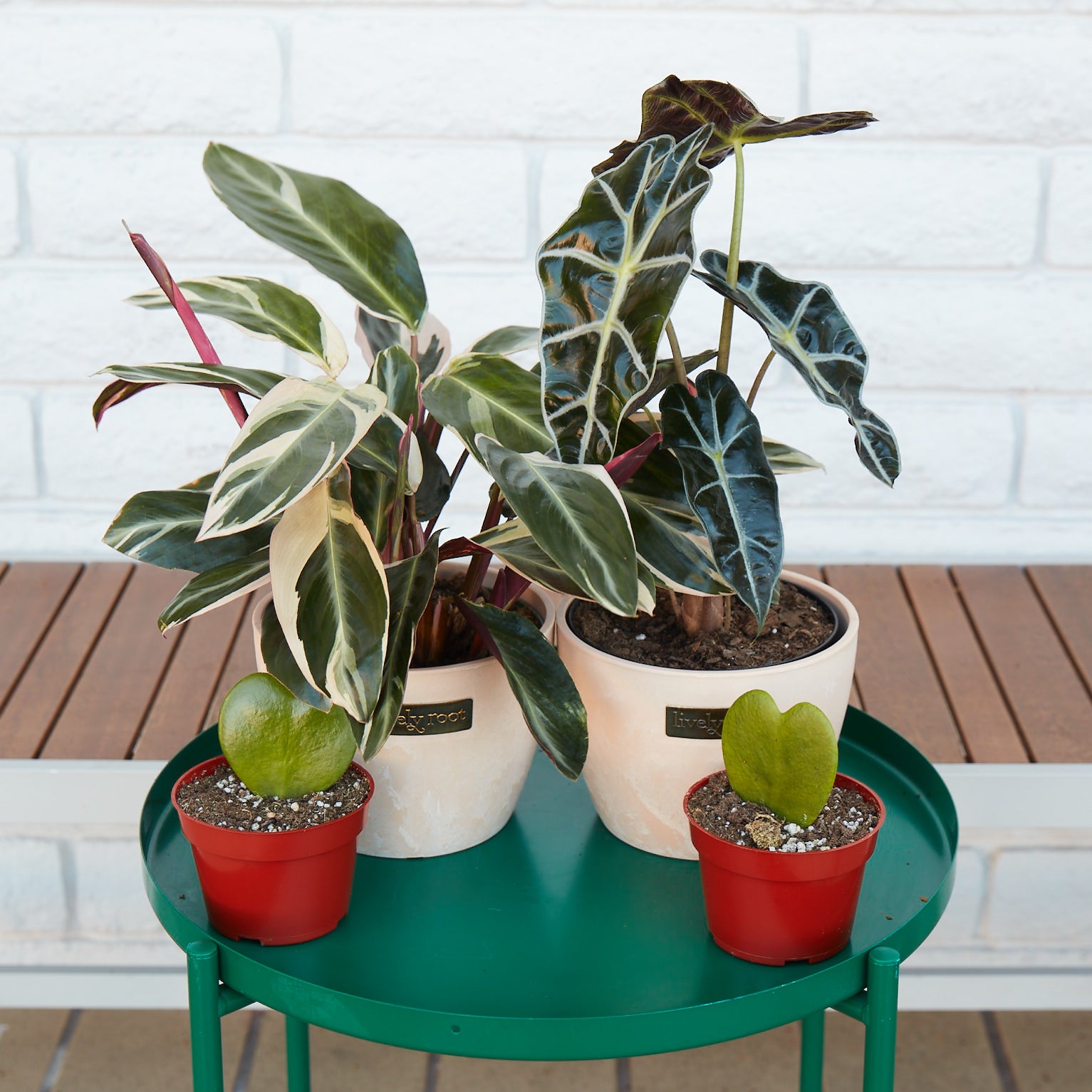 How to Take Care of Your New Plant Baby