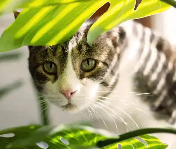 Pet-Safe Indoor Plants for Cats and Dogs: Non-Toxic Options to Order Online