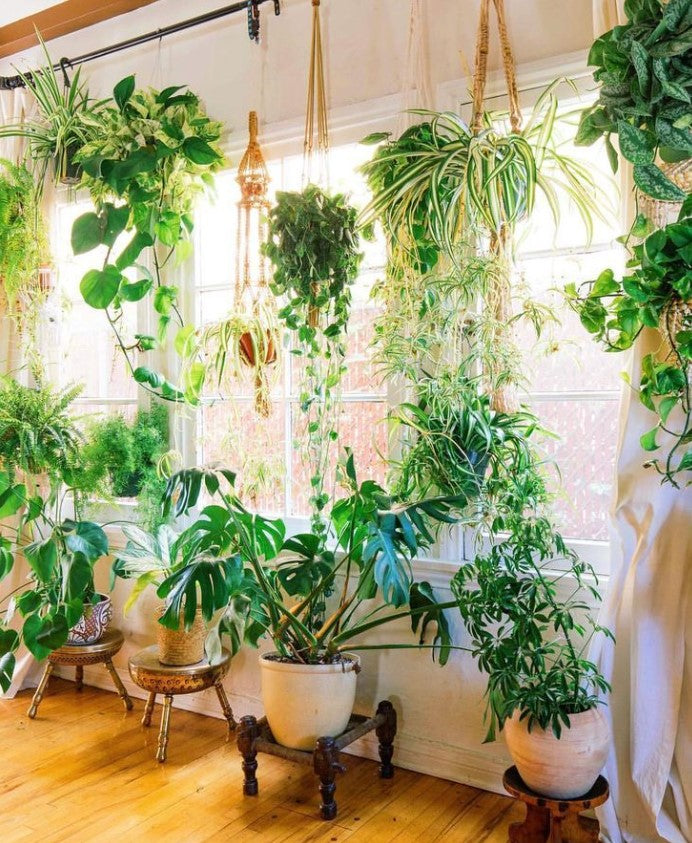 Tropical Plants to Create a Urban Jungle