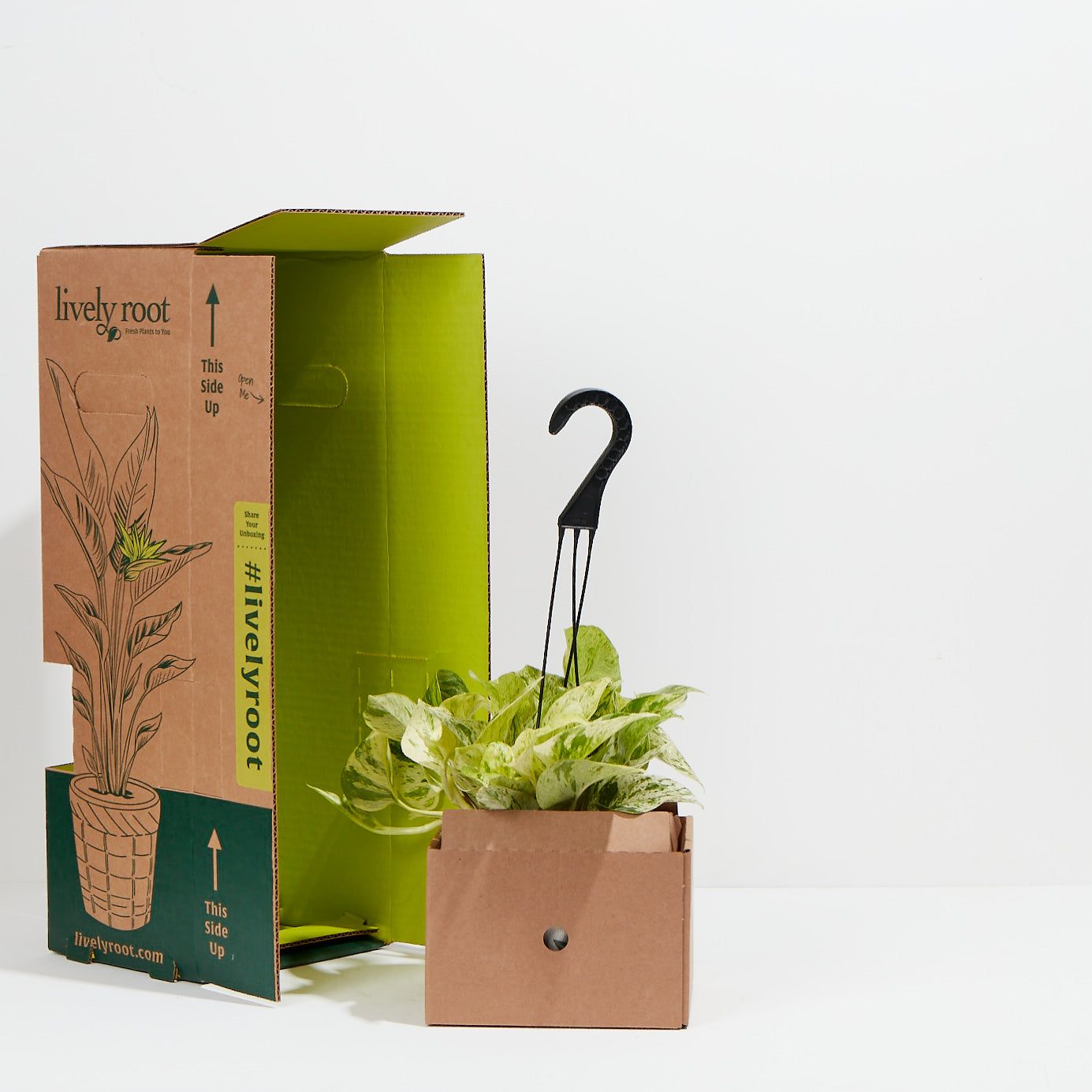 Lively Plants Delivered To Your Door!