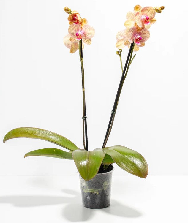 Orchid Leaves Turning Yellow Or Drooping