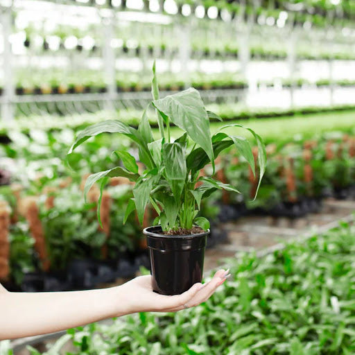 Peace Lily Leaves Turning Yellow, Brown, Curling or Drooping