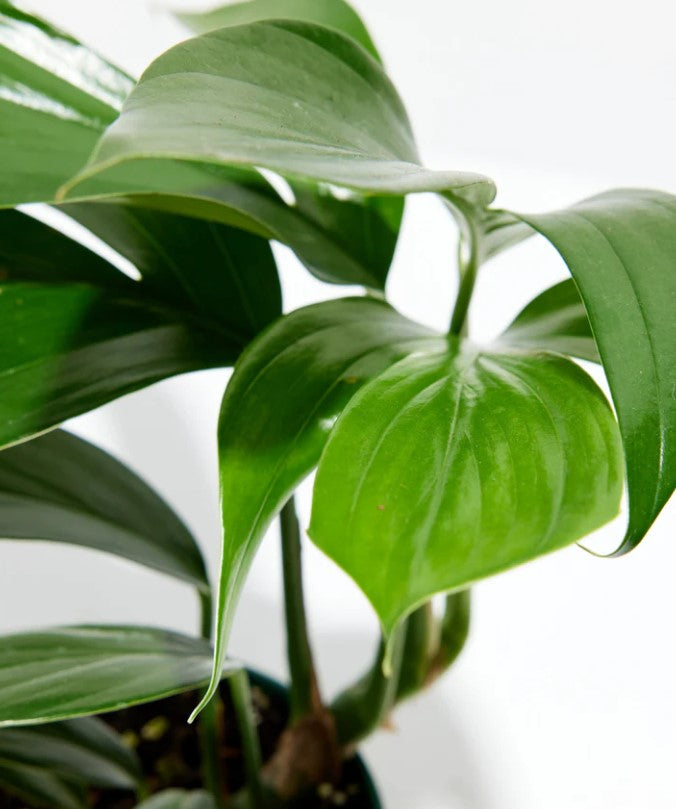 Philodendron Leaves Turning Yellow or Brown