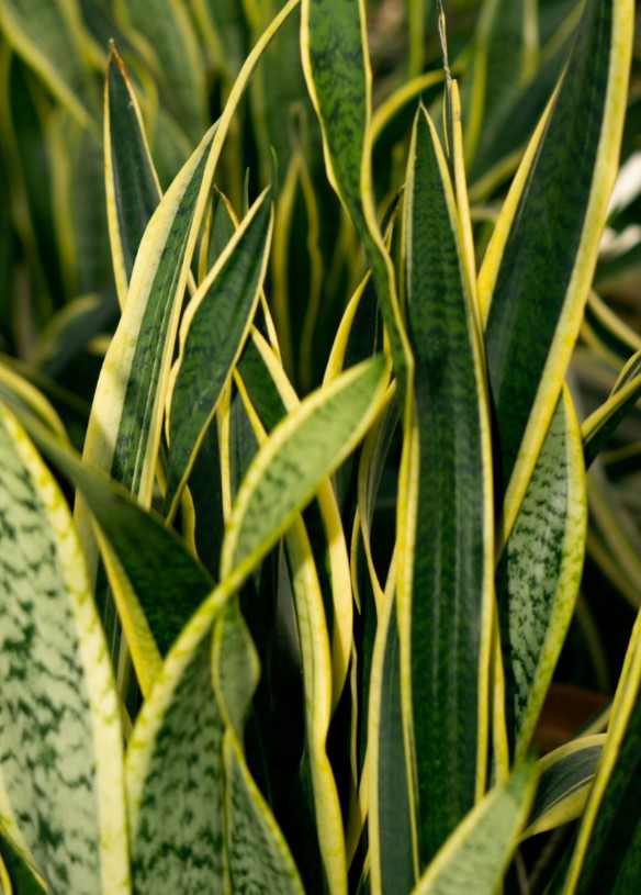Snake Plant Leaves Curling, Drooping or Turning Yellow and Brown