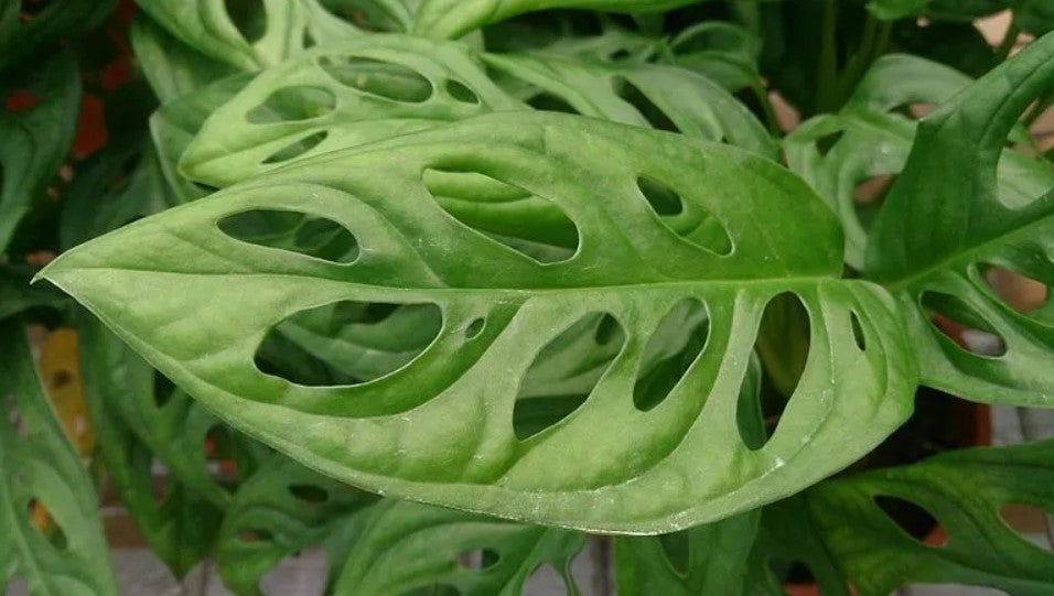 Swiss Cheese Plant Leaves Turning Yellow or Brown