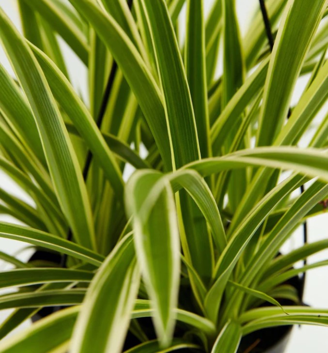 Why Is My Spider Plant Leaves Turning Brown or Yellow