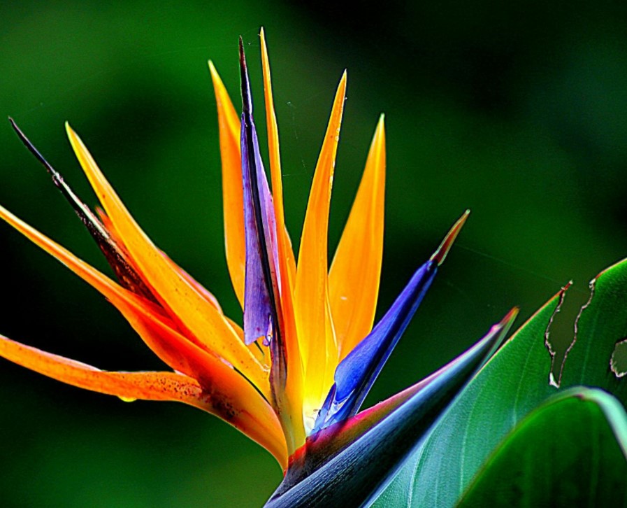 Why is My Bird of Paradise Leaves Curling