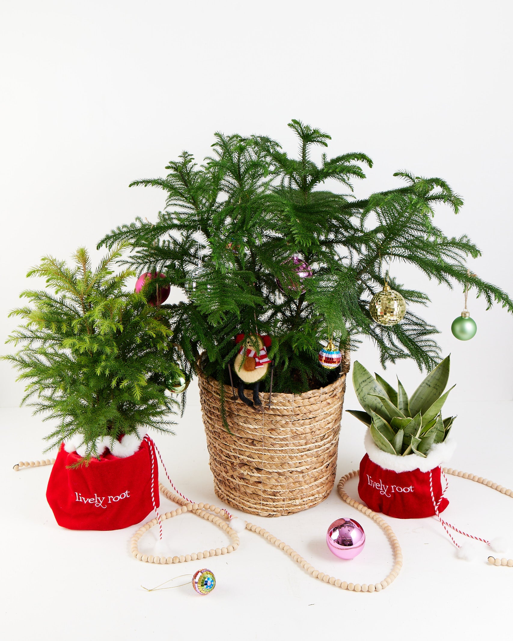 10 Plants That Will Light Up Your Soul This Holiday Season