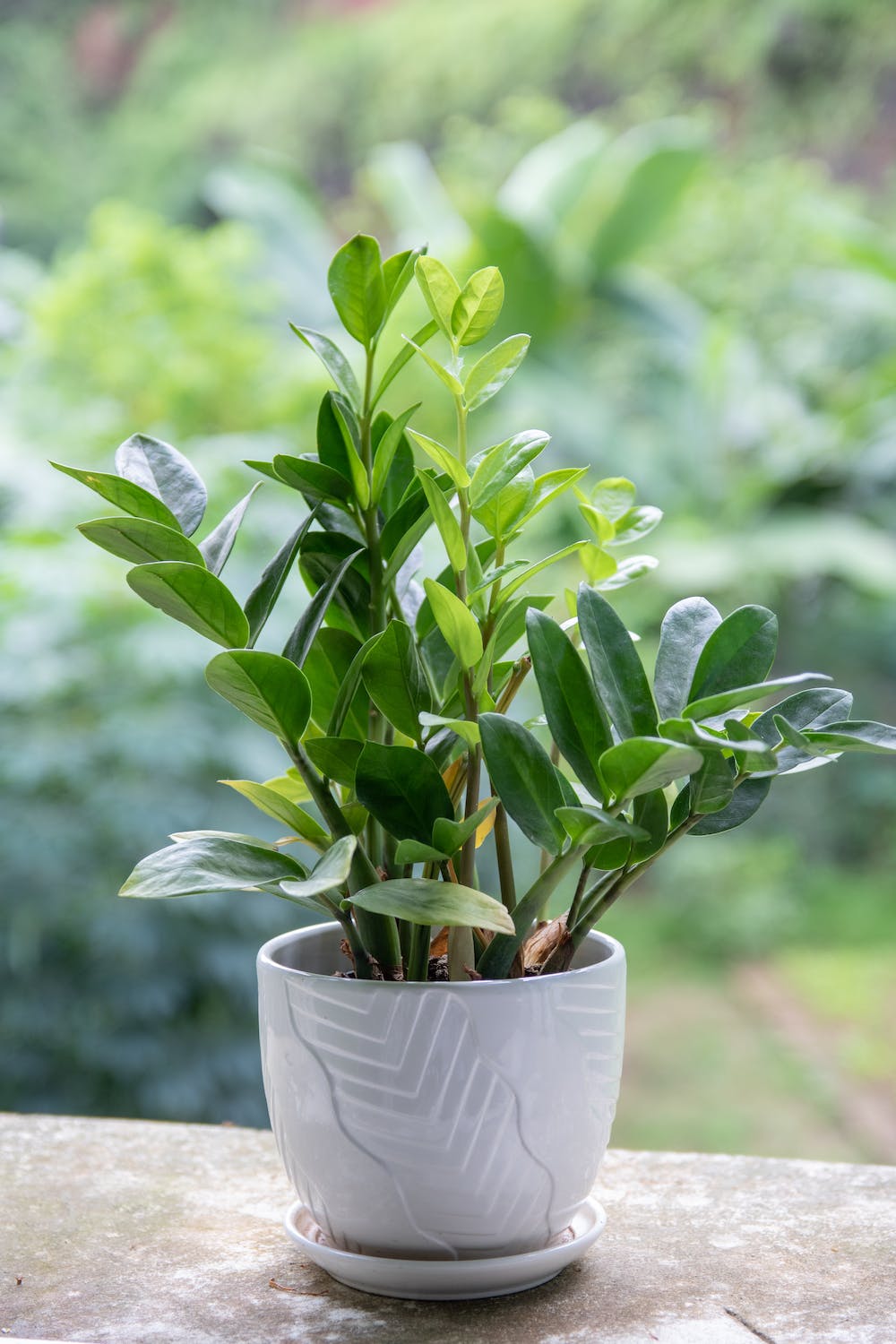 ZZ Plant Light Requirements Grow Lush Greenery Effortlessly zz-plant-light-requirements-grow-lush-greenery-effortlessly