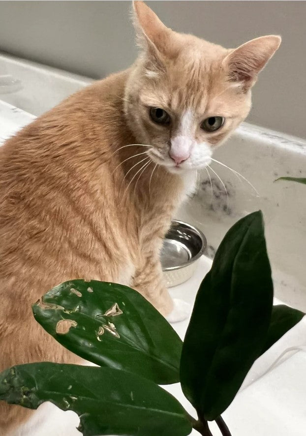 ZZ Plant Toxicity: Is a ZZ Plant Toxic to Cats, Dogs and Humans?