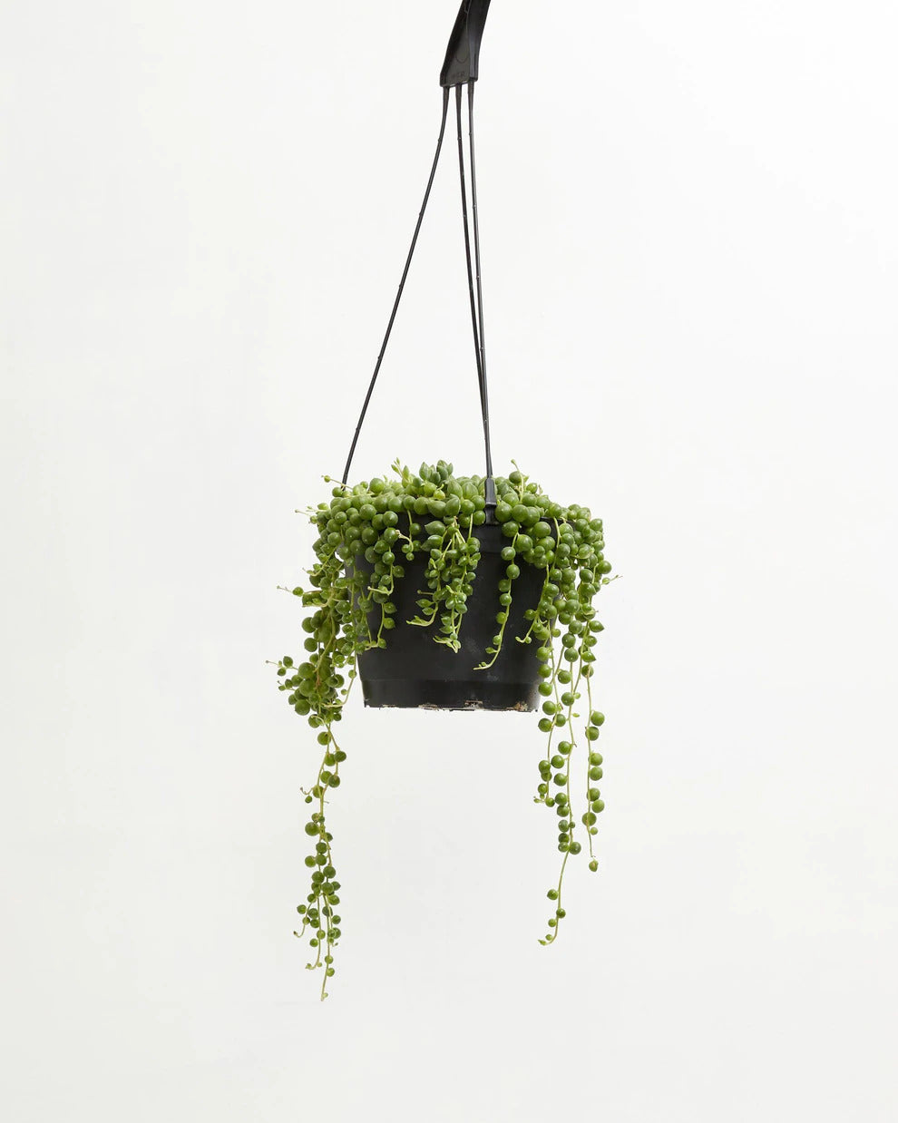String of Pearls: Plant Care & Growing Tips!