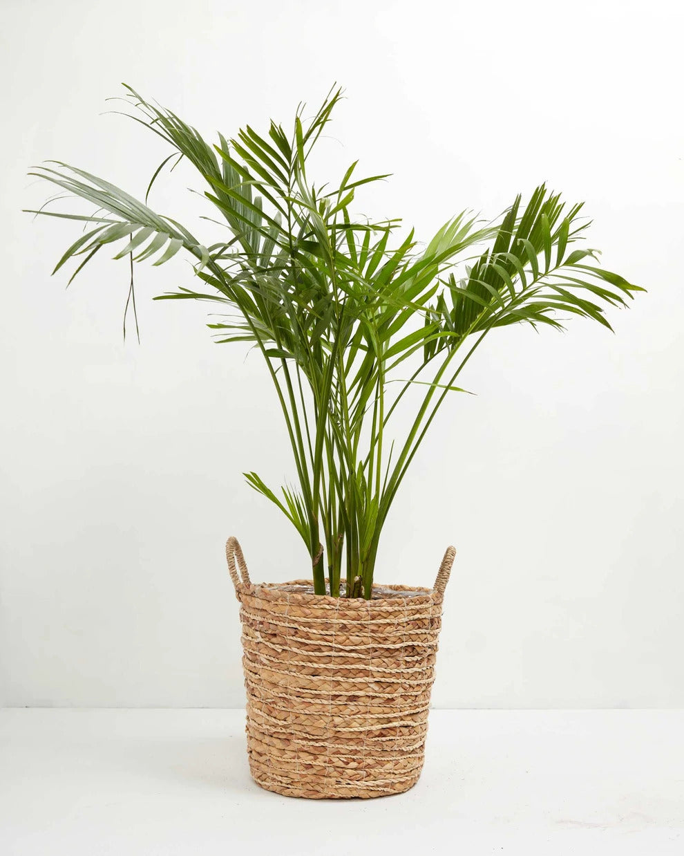 How to Grow and Care for your Neanthe Bella Parlor Palm