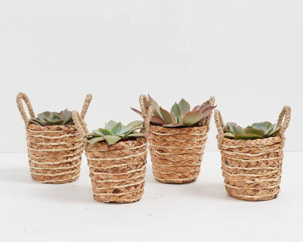 How to Grow and Care for your Succulents