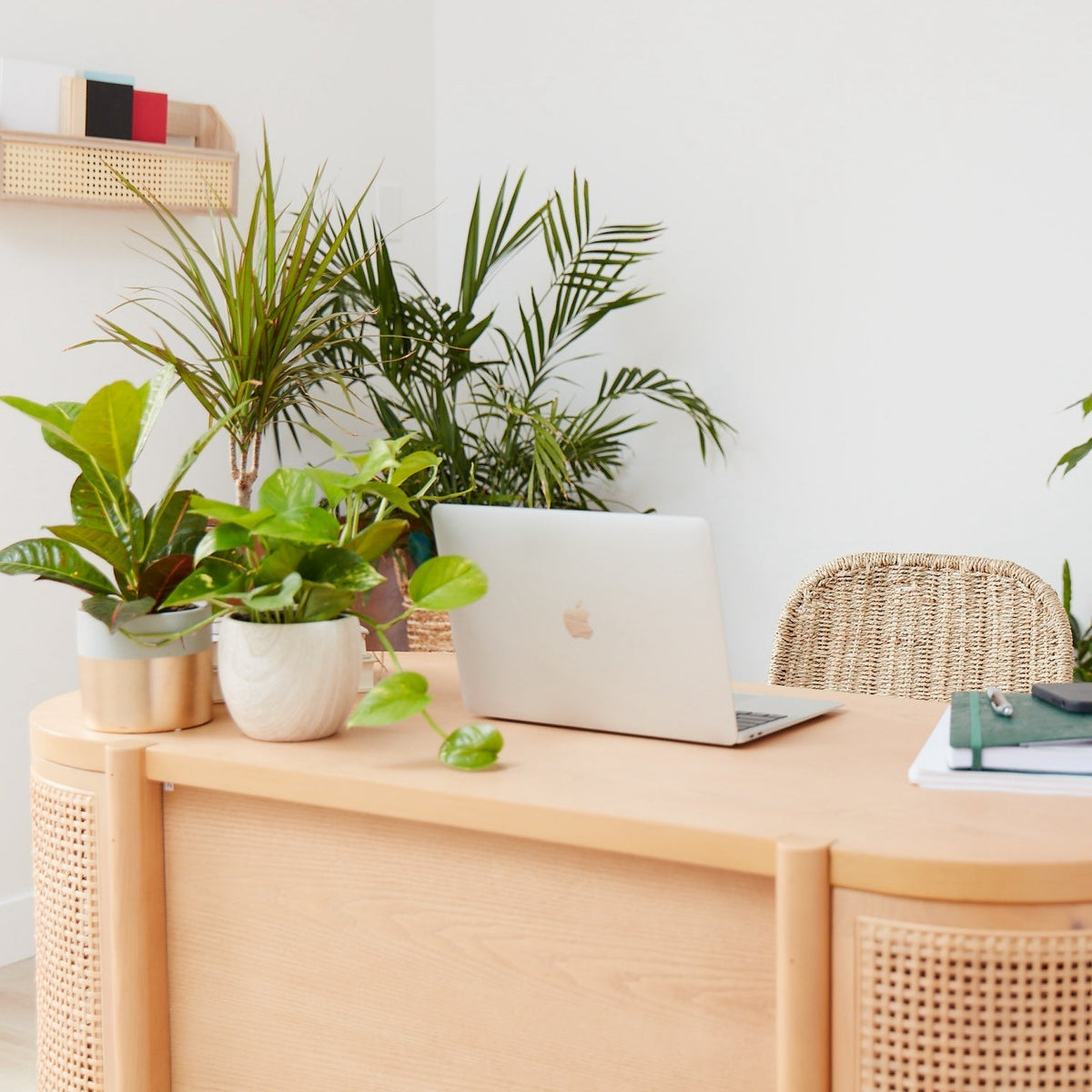 Best Office Plants for Desks, Low Light, and Corporate Gifting