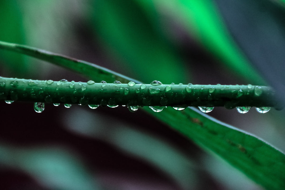 Plant 101: Signs of Overwatering your Indoor Plant