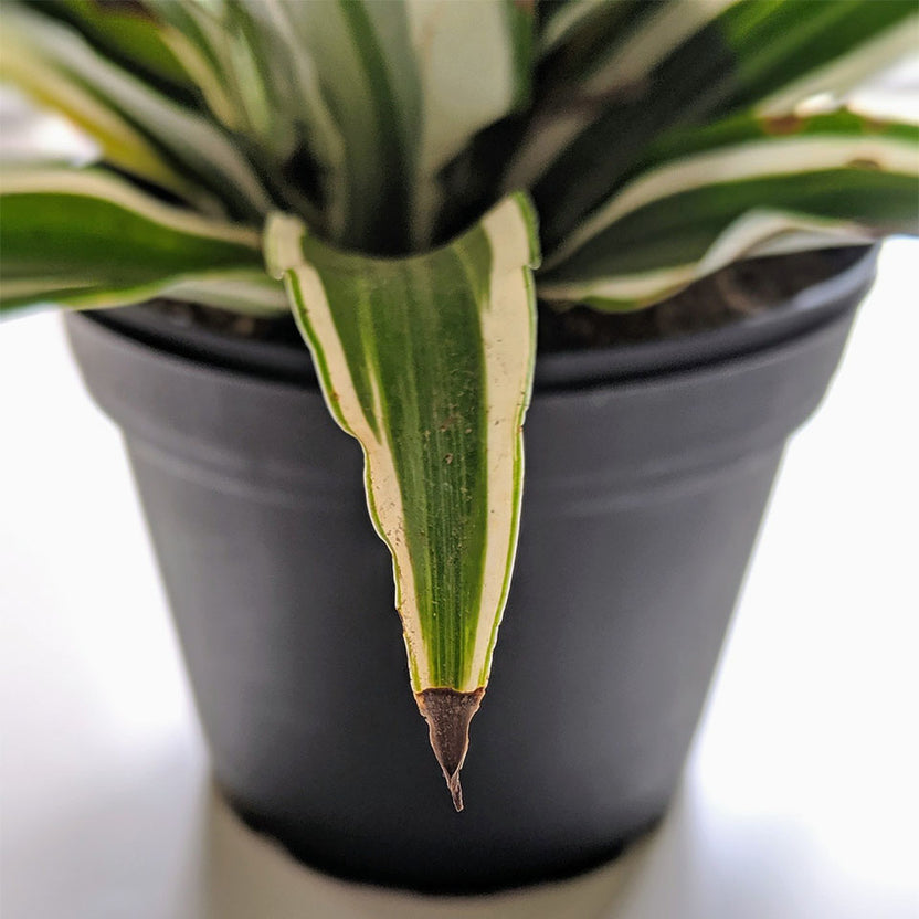 What Causes Brown Leaves Lively Root